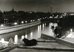 Les chats, la nuit (1954), photo de Robert Doisneau