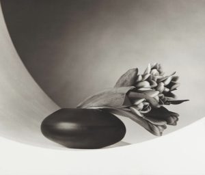Tulipes de Robert Mapplethorpe