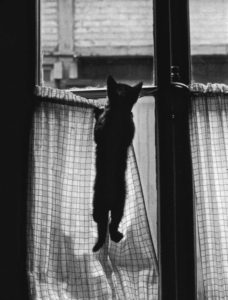 Photo de Willy Ronis
