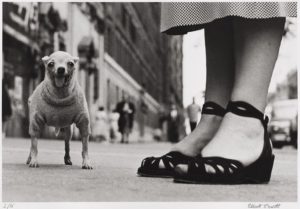 Chihuahua, New-York, photo d’Elliott Erwitt