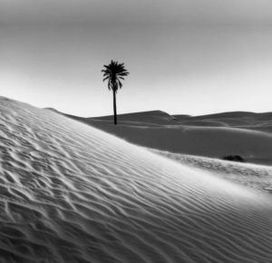 Palmeraie de désert, photo de Raymond Depardon