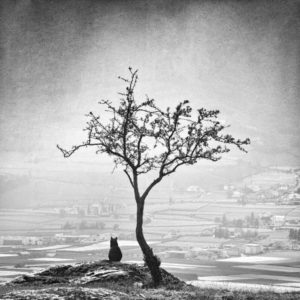 Chat noir d’Ando Fuchs