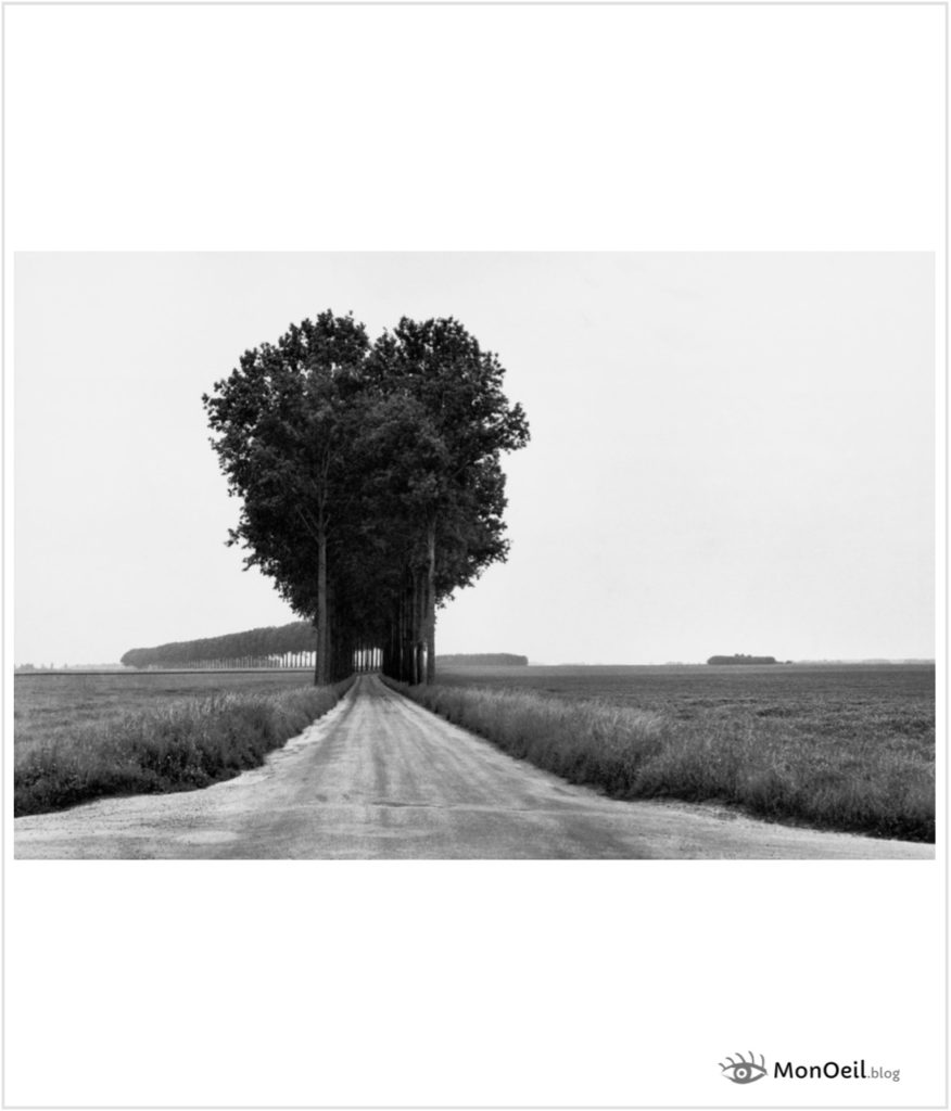 Arbres le long de la route dans la Brie, photo d’Henri Cartier-Bresson