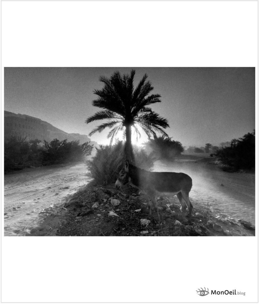 Âne sous un palmier au Yémen, photo de Ferdinando Scianna