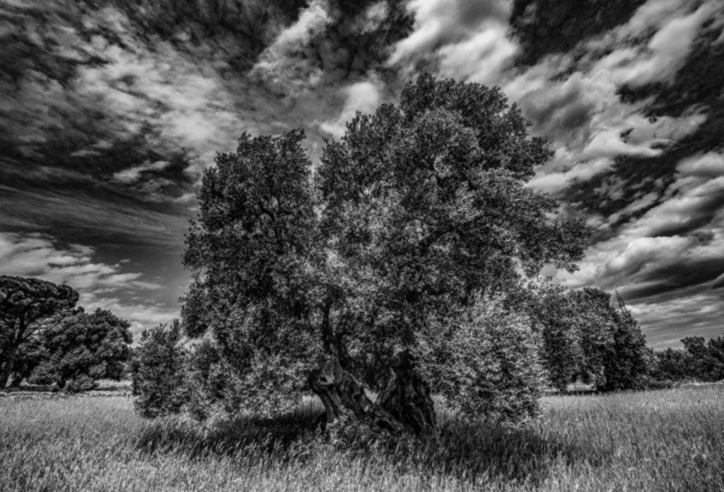 Terre d’oliviers, photo de Claude Cruells