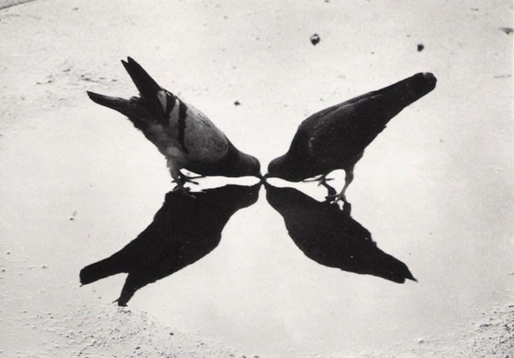 Pigeons à Trafalgar Square, Londres, photo d’Ernst Haas