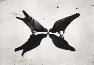 Pigeons à Trafalgar Square, Londres, photo d’Ernst Haas