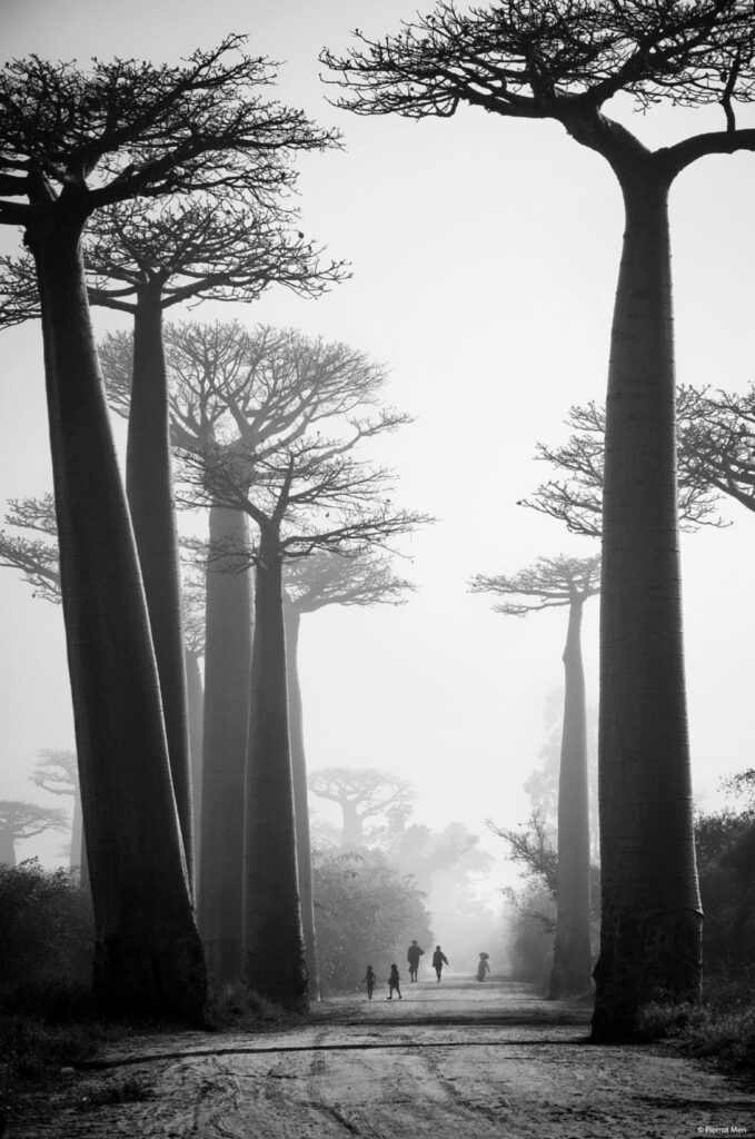Allée des baobabs, photo de Pierrot Men 