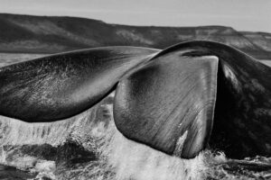 Photo de Sebastião Salgado