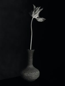 Fleur de la nuit, photo de Robert Mapplethorpe