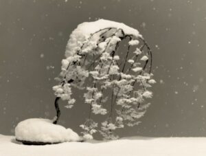 Bonsaï, photo de Masao Yamamoto