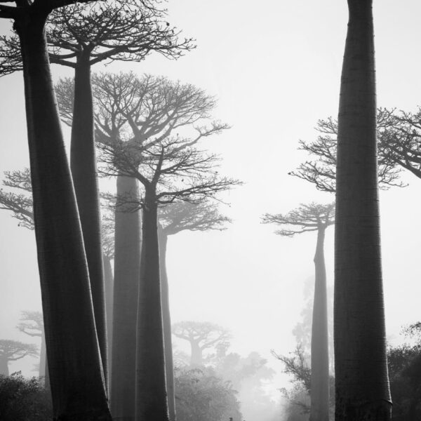 Allée des baobabs, photo de Pierrot Men