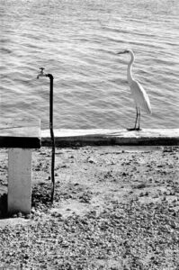 Photo d'Elliott Erwitt