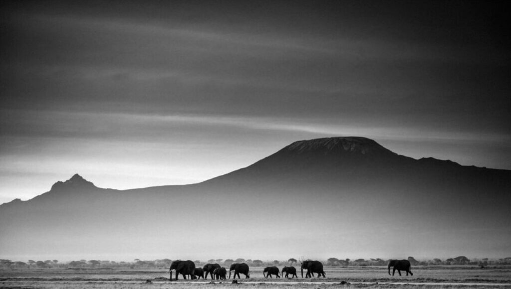 Géants face au Kilimanjaro - Kenya photo de Laurent Baheux