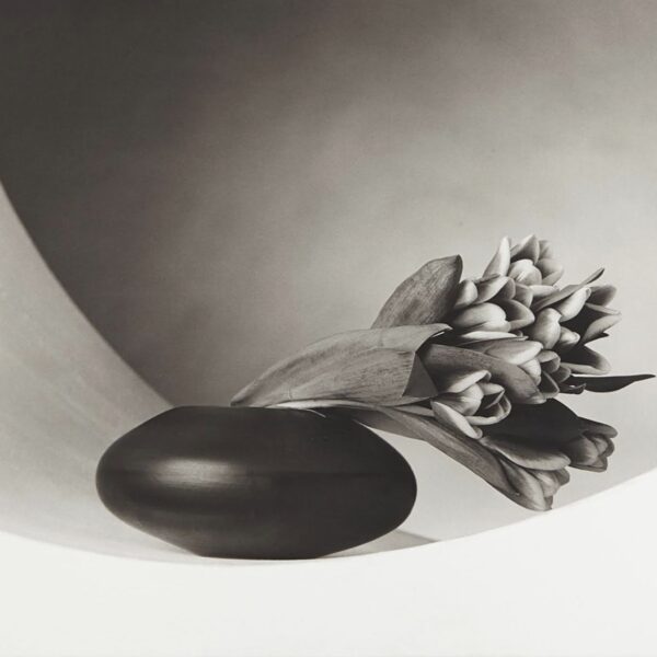 Tulipes, photo de Robert Mapplethorpe