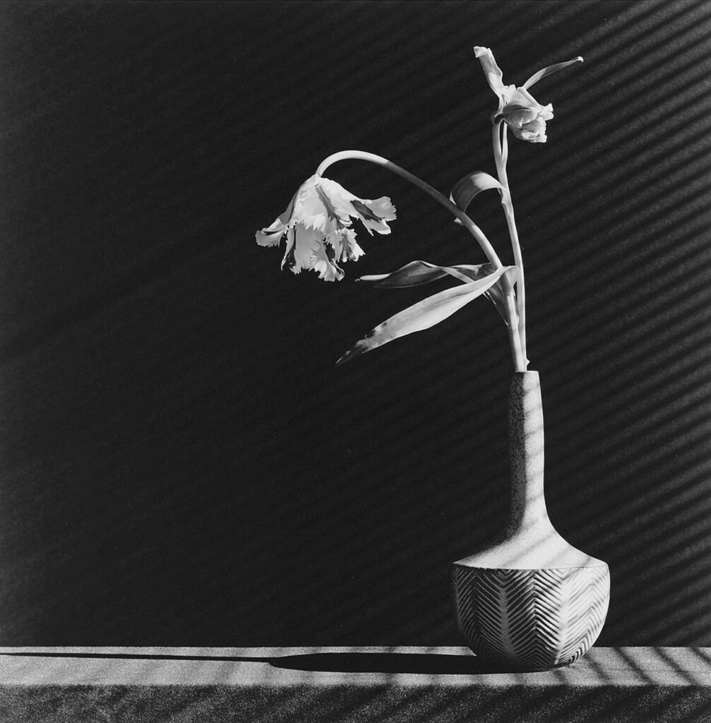 Parrot Tulip, photo de Robert Mapplethorpe