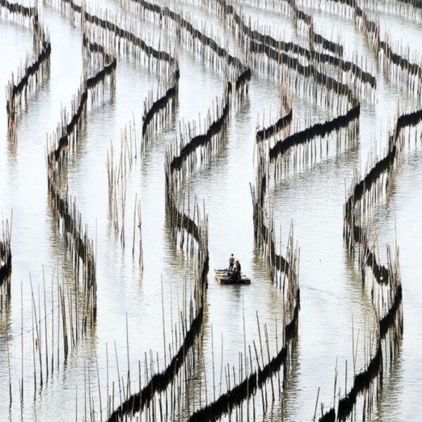 Ferme de varech séché au soleil. Xiapu, Fujian, Chine, photo de Melinda Chan