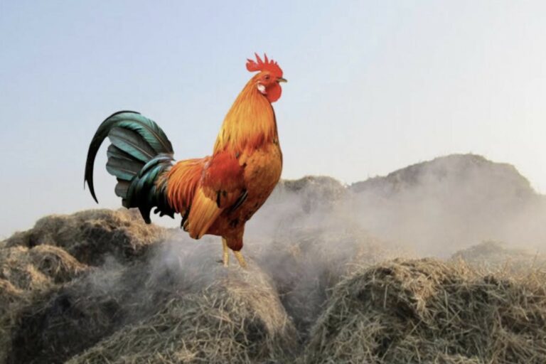 Coq sur un tas de fumier