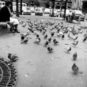 Pigeons à Paris, photo d'Imogen Cunningham